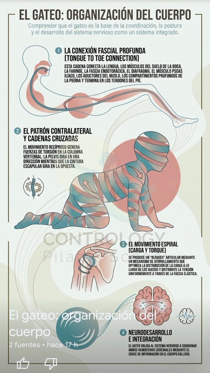 MiPilatesStudio's tweet photo. ¿Y si te dijera que para volver a moverte bien tienes que bajar de nuevo al suelo y gatear? 🧠💥🦶🍃 #Pilates https://t.co/rt59VpiwD6