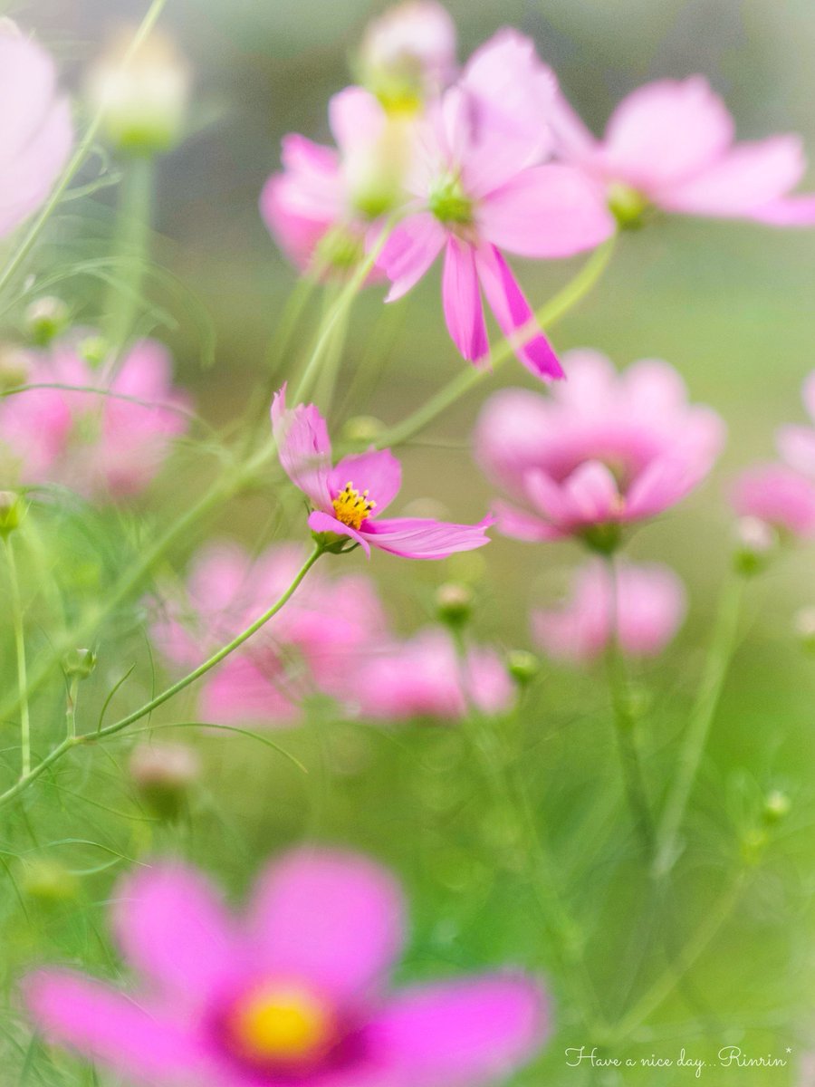7725rirarin's tweet photo. ⁎ .｡❀ *⁎ .｡❀ *

     歩み続けた先に
     明るい未来が開けますように

#𝘰𝘭𝘺𝘮𝘱𝘶𝘴 𝘰𝘮-𝘥 𝘦-𝘮10 𝘮𝘢𝘳𝘬 𝘪𝘷 
#ｵｰﾙﾄﾞﾚﾝｽﾞ #秋桜 https://t.co/w4h6cZ79m0