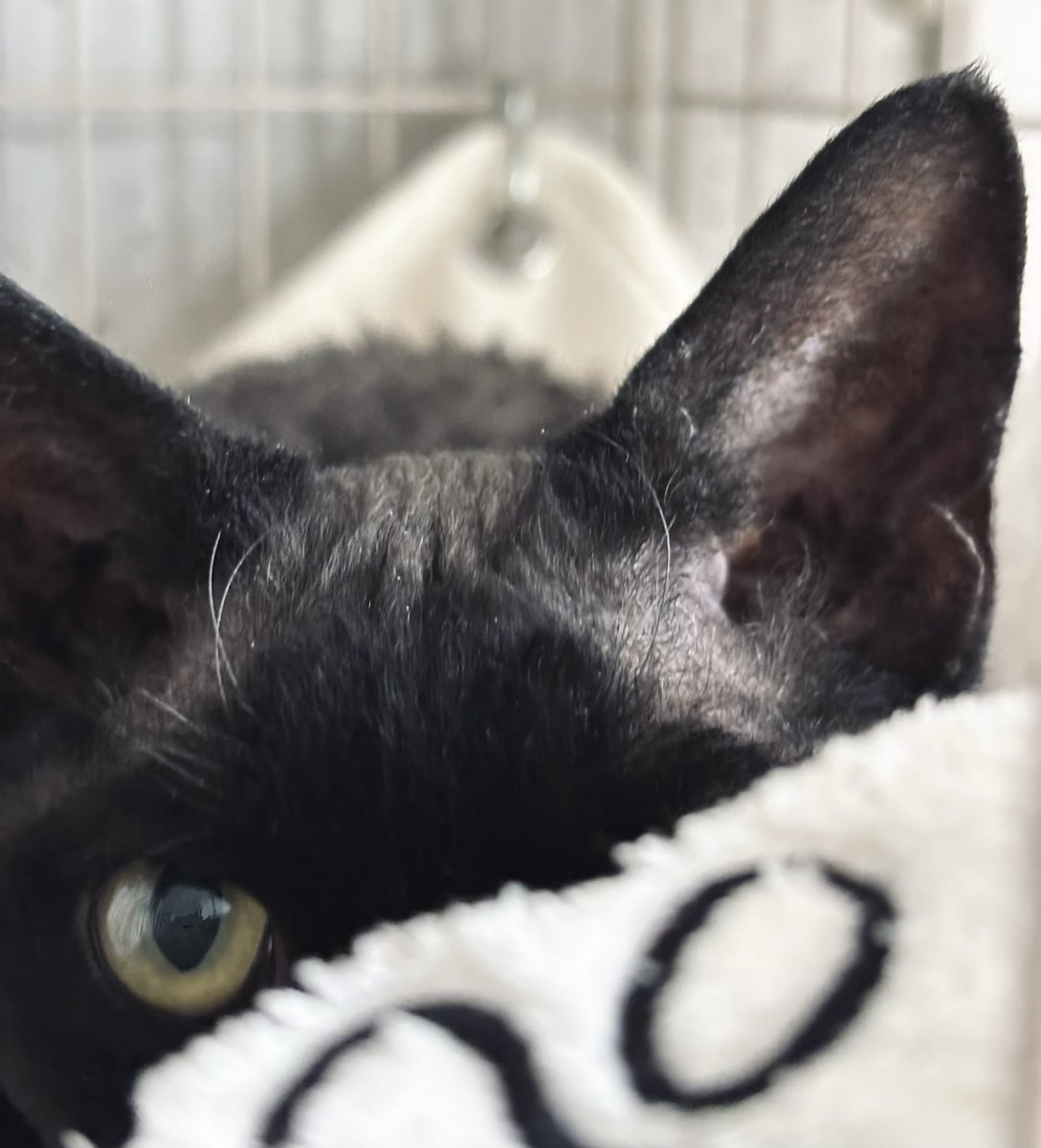 yoru_devon_rex's tweet photo. ちらっ… https://t.co/WfkUImyBz9