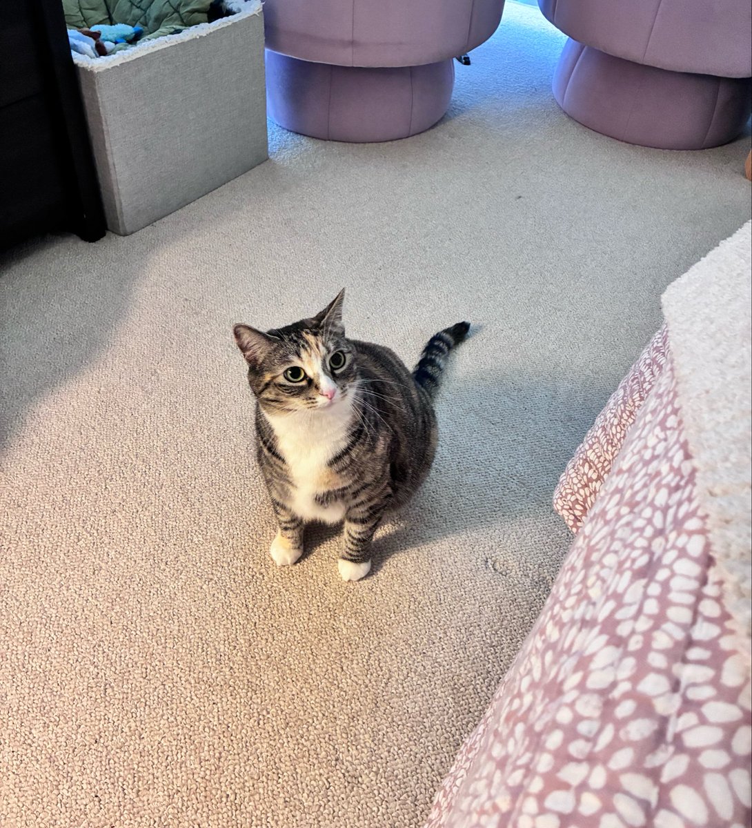 bennywormcat's tweet photo. https://t.co/EJo7CBJHex