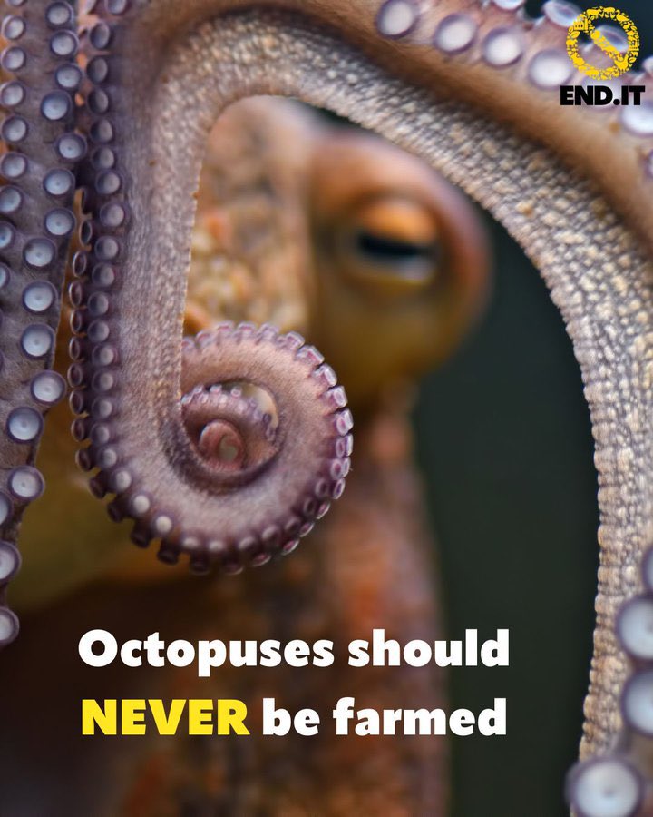 philip_ciwf's tweet photo. Octopuses are remarkable (8 legs, 3 hearts, blue-green blood &amp; much more) &amp; proposed farming of them is completely at odds with everything we understand about the species &amp; what we know to be morally right
We must https://t.co/zLYsx73TP2
#WorldOctopusDay 🐙 @CIWF_Global https://t.co/P4xkvRFeEh