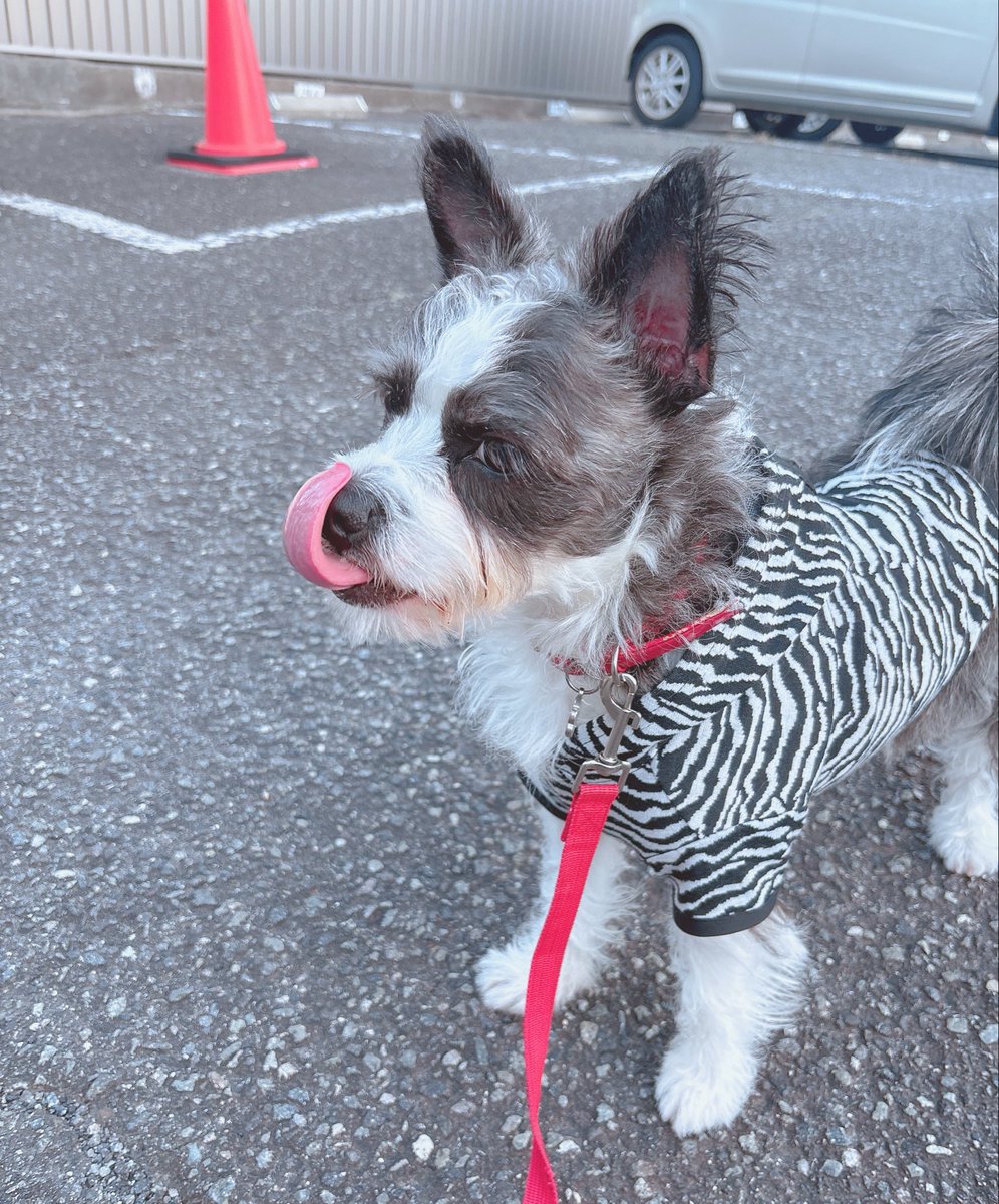 Jill_0502's tweet photo. 通りすがりの人に「おとなしくていい子ね〜☺️」って言われた 絶賛帰宅拒否中の犬 https://t.co/rcuqBxEXyg