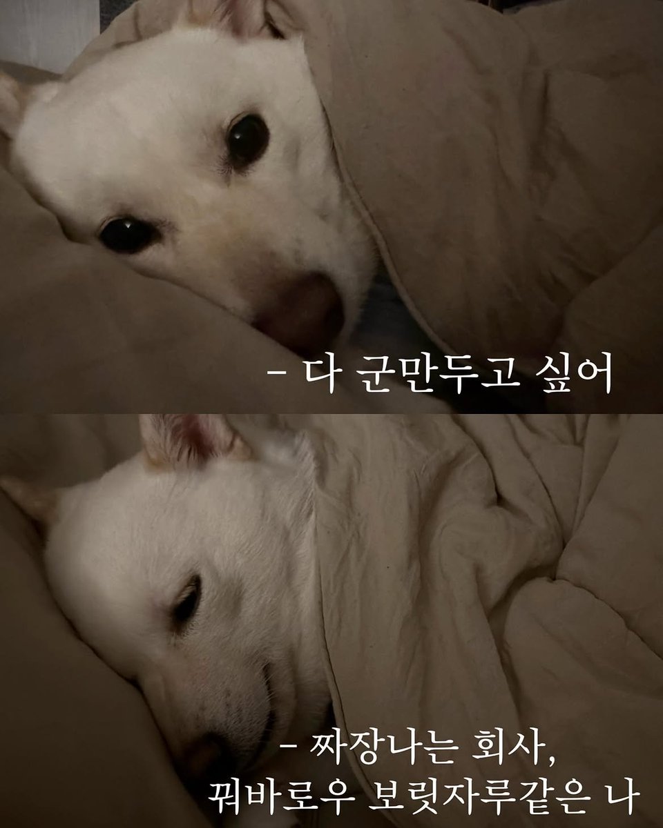 pistachio_hello's tweet photo. 다 군만두고 싶어 https://t.co/qcEaXbIgNt