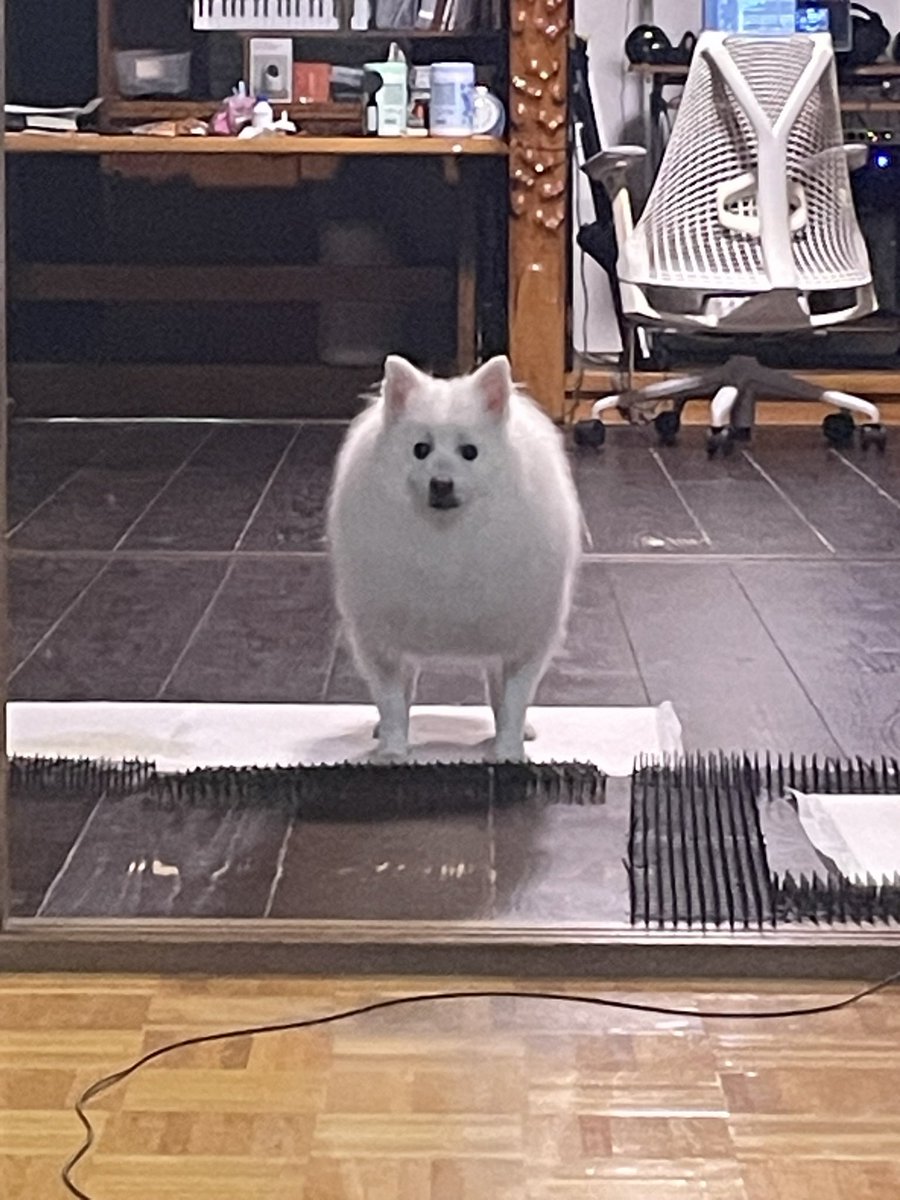 off_inutohito's tweet photo. スピッツとしてあるまじき短足 https://t.co/FKyR7dLn7N