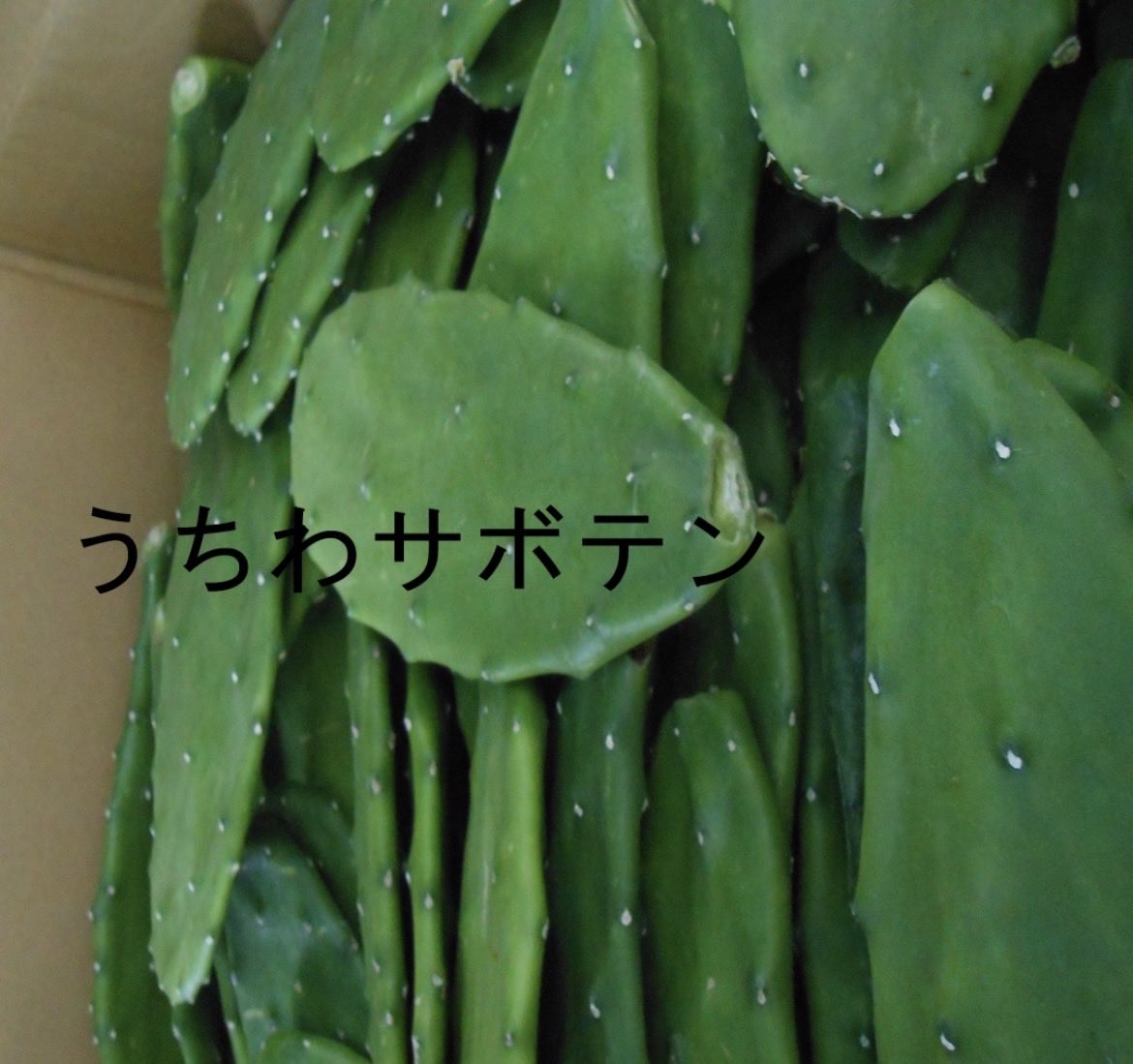 kasugaikyushoku's tweet photo. 🌵　#うちわサボテン　🌵

今日だよ〜🤭

#学校給食

小学生も中学生も🌵

#春日井市　　のサボテン🌵🌵

食べてね〜💚 https://t.co/NeSxCvxWEy