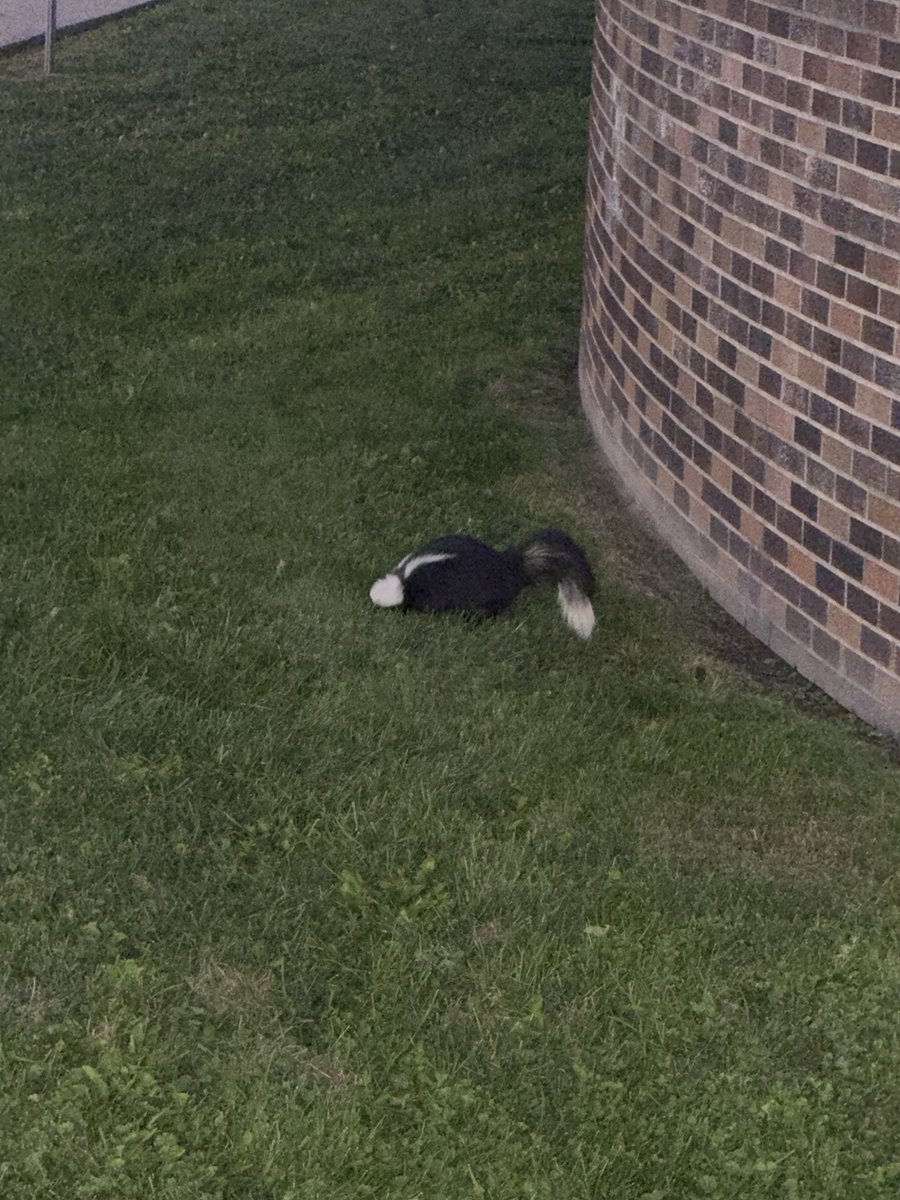 YoroiFPS's tweet photo. 2-0 in CCL tonight my Bucky kidnapped a strange into our portal as it closed😭, here is me attempting to pet a skunk outside before the match, and a pic of said Bucky, ALSO SHOUTOUT SARAH FOR HER FIRST TOURNEY GAME @pryozz https://t.co/frXOLTVgYQ