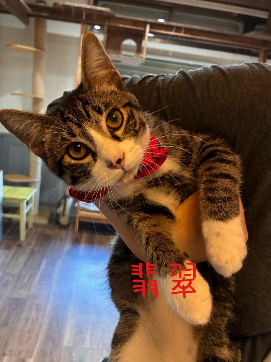 nekotamago_'s tweet photo. ねこたまご日誌 日直 翡翠

翡翠です。
目立つように赤い首輪をつけてもらったよ✨️
これでみんなの目に留まるといいな✨️
今週土曜日にお見合い会が開催されます。
僕と同じように家族との出会いを求める子達が集まります。
ぜひ来てね💕︎

 #ねこたまご
 #ねこたまごプラスカフェ
 #迎え主募集中 https://t.co/84TYaxtfcs
