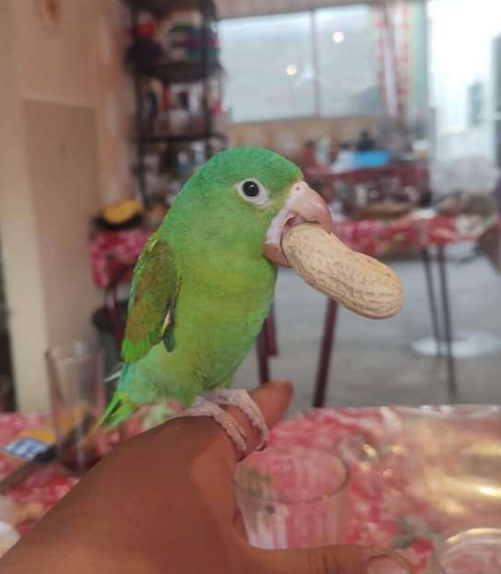 pukekoku's tweet photo. 100 gar or 1 peanut bird https://t.co/j3aIDOVYCk