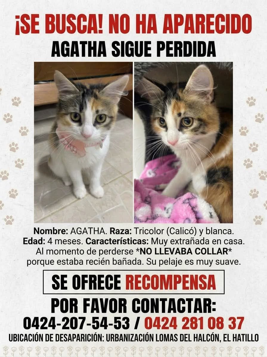 PerroUsuario's tweet photo. Atención vecinos de El Hatillo, su familia busca a Agatha https://t.co/BrGhILWOm8