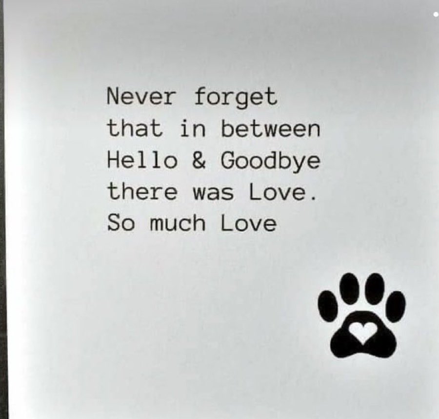 DAVServiceDog's tweet photo. @NiallHarbison 😢😢😢💔💔💔🐾🦴🐾🦴🐾🦴 https://t.co/bimvKMDn0L