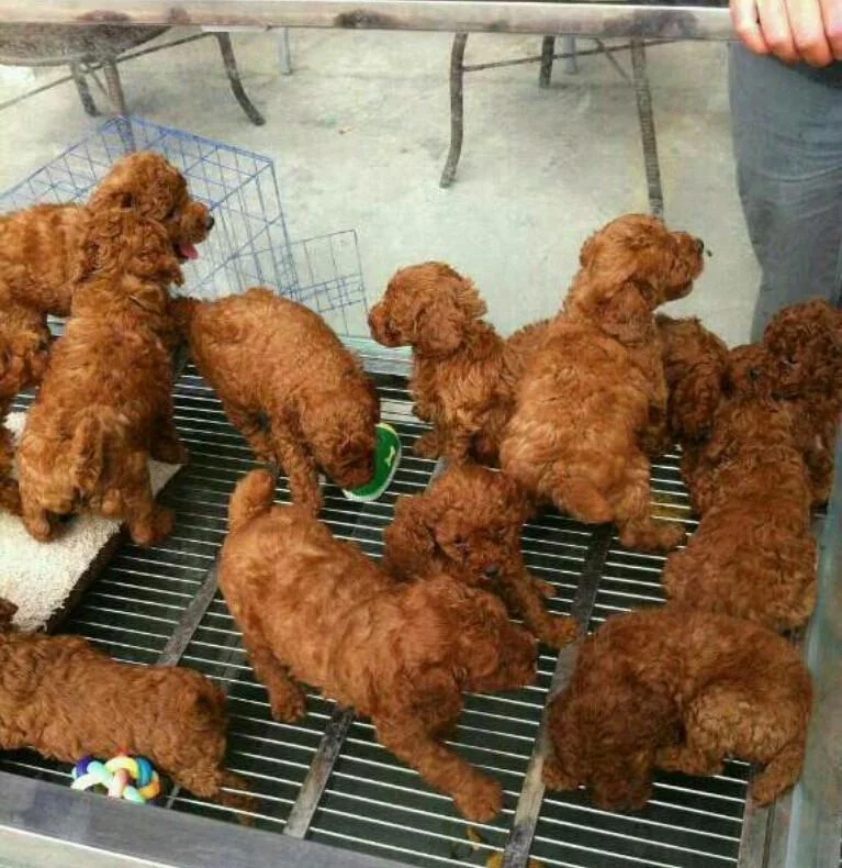 SoyAlexander23_'s tweet photo. el perro de lonche https://t.co/VQyGfmFDZ2