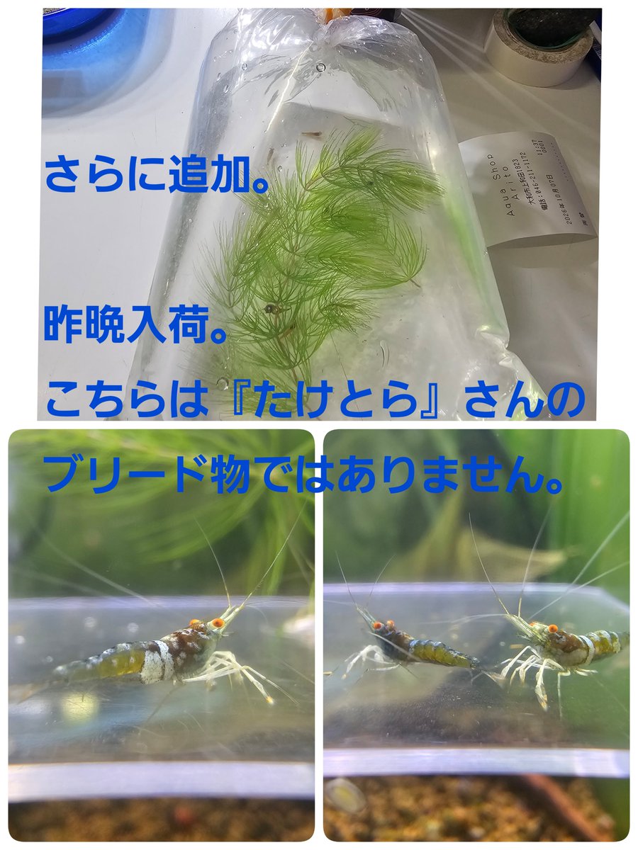 renge5266's tweet photo. おはようございます👋
涼しくなってきましたね。
だんだんと冬が近付いて来てる
気がします❄

スラウェシフェアのお問い合わせが
何件かありますが
今日か明日には価格の発表が
出来ると思います🙆
数も多いので『当たり』や
『繁殖セット』も作っておきます😎

では本日も宜しくお願いします😌 https://t.co/UkP22UlAx5
