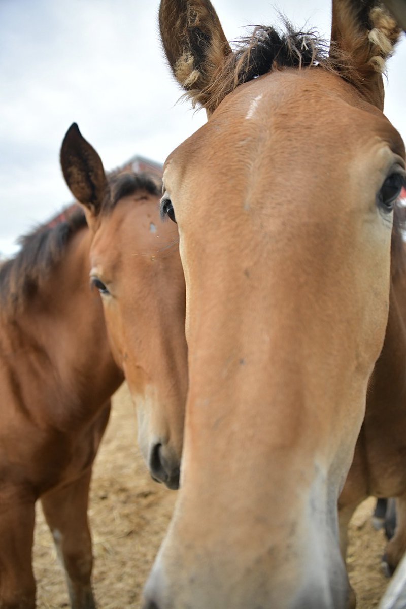 suzuma555's tweet photo. 🐴 「いいですか、落ち着いて聞いてください(食い気味)」 https://t.co/qpiVbZR8gL
