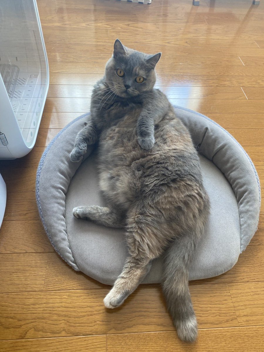 pote_rong's tweet photo. おはモカちゃん
#ブリティッシュショートヘア 
#猫のいる暮らし https://t.co/4LTFGoRvxm