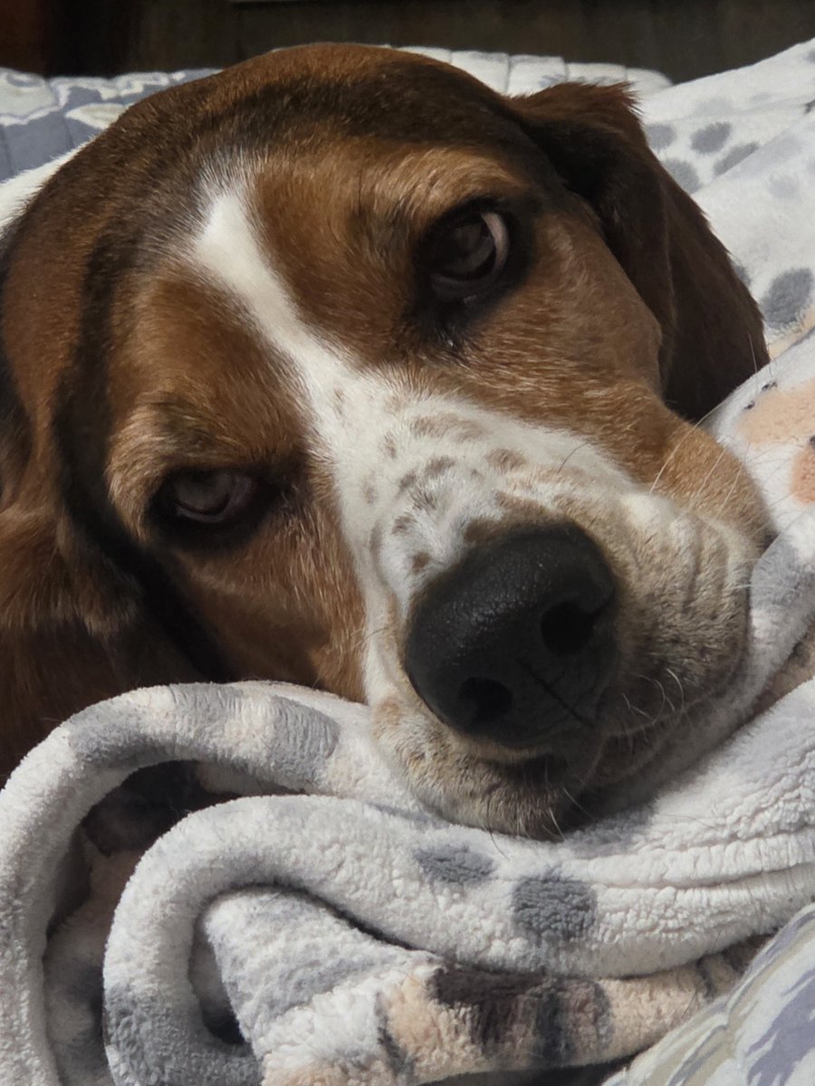 Heavyphd98's tweet photo. @dogwoodblooms Sweet Jane sez hello! https://t.co/PWfAMxUvry