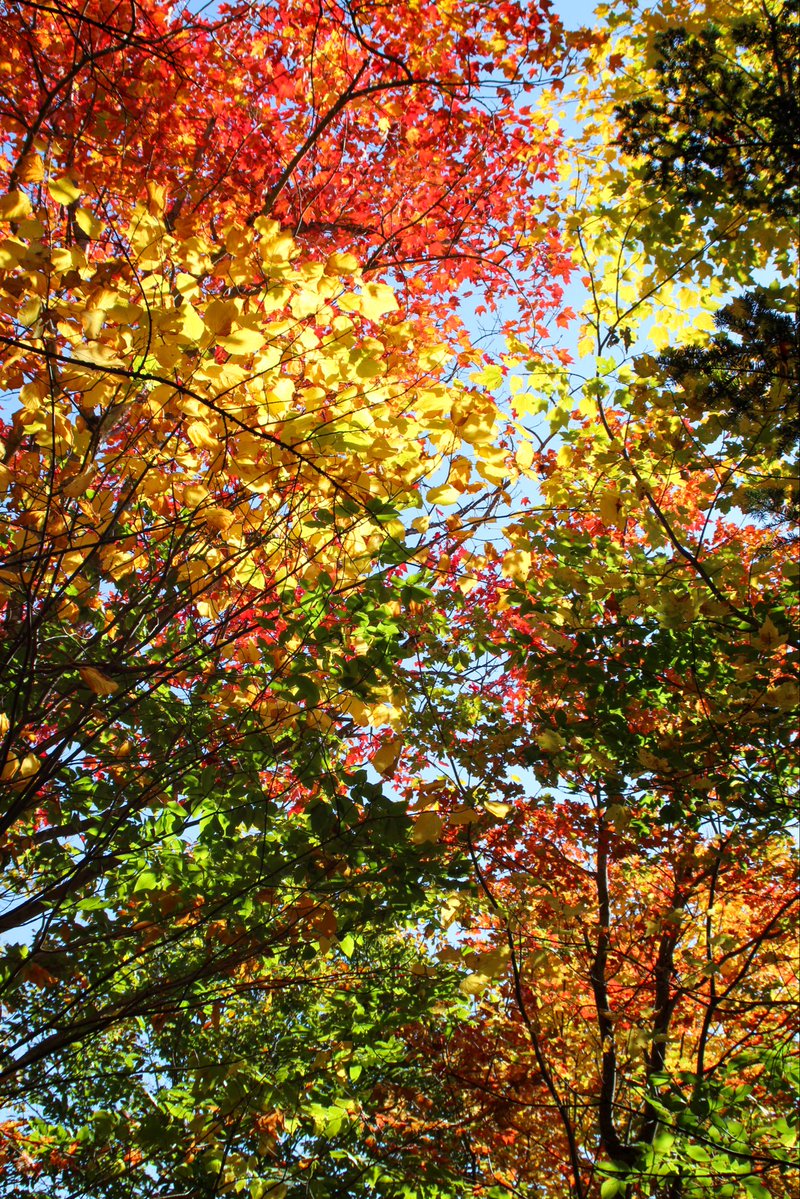 NotMaryAnnObv's tweet photo. It’s an overlooked fact that fall foliage is meant to be enjoyed from under the canopy

You’ll never convince me that the old world didn’t invent stained glass as a way to mimic what they saw in the trees, looking to heaven https://t.co/SpnXTkvQnS