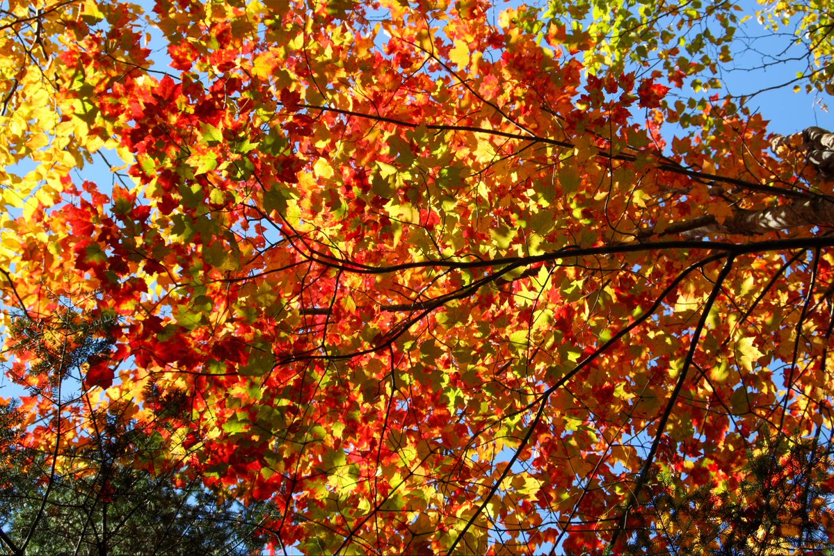 NotMaryAnnObv's tweet photo. It’s an overlooked fact that fall foliage is meant to be enjoyed from under the canopy

You’ll never convince me that the old world didn’t invent stained glass as a way to mimic what they saw in the trees, looking to heaven https://t.co/SpnXTkvQnS