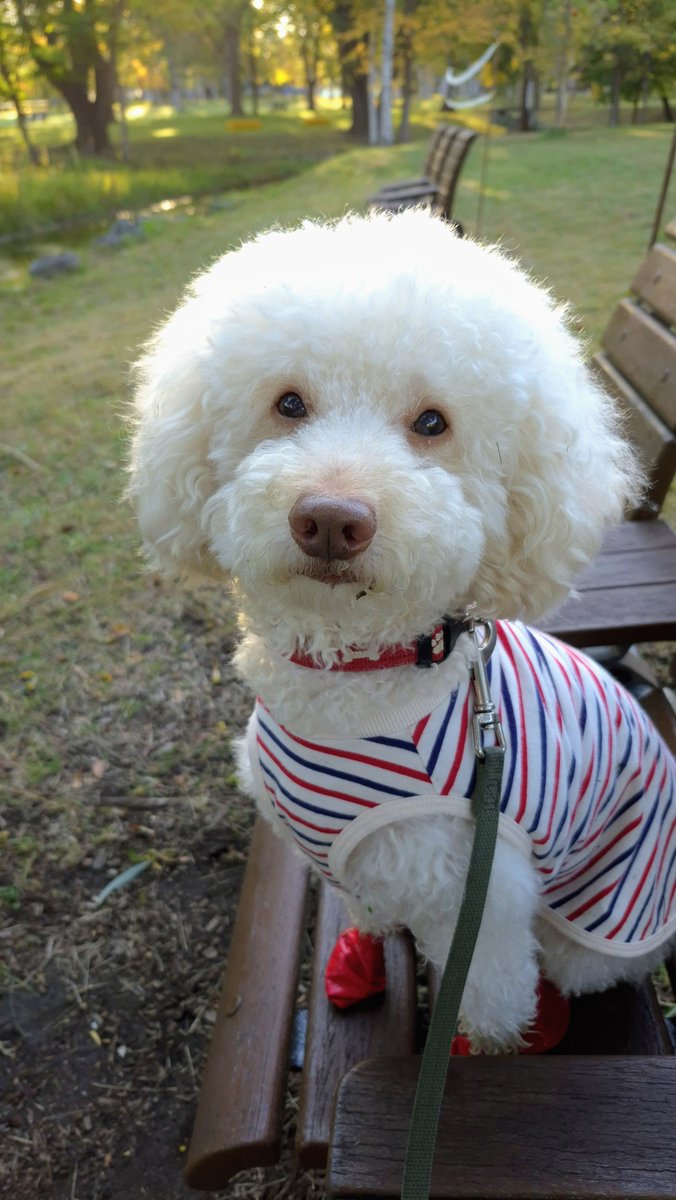 wanta80771154's tweet photo. おはようございます☀️☺️🐶

楽しい朝ん歩🐾🎶
🐶｢帰りたくないんだよぉ~｣

今日も良い1日を過ごして下さいね～✨🤗🍀
#お弁当日記 https://t.co/aCv5m8ztoo
