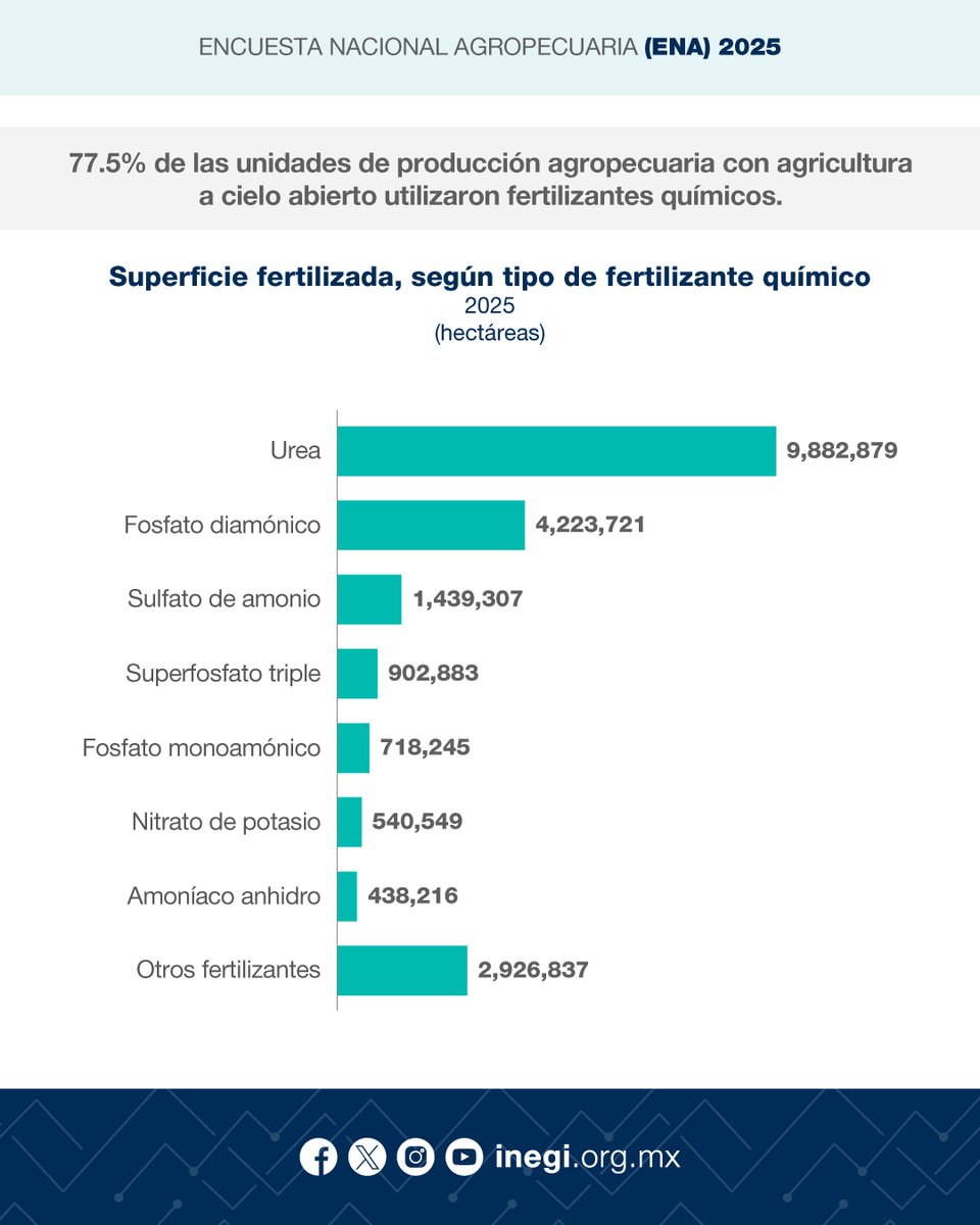 INEGI_INFORMA's tweet photo. En la agricultura se utilizan fertilizantes químicos para aumentar el rendimiento de los cultivos. Estos pueden ser de origen mineral o sintético (fabricados en la industria). Según los resultados de la ENA, en 2025, 77.5% de las unidades de producción agropecuaria con agricultura a cielo abierto utilizó este tipo de fertilizantes.

Asimismo, 58.2% de las unidades de producción agropecuaria reportó pérdidas por algún factor climático (como la temperatura o las precipitaciones pluviales).