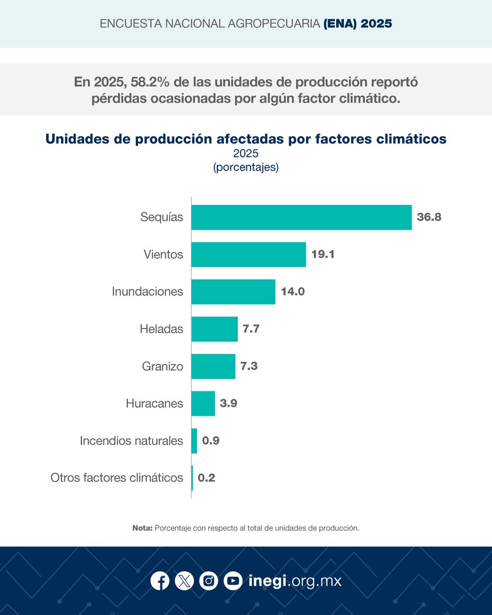 INEGI_INFORMA's tweet photo. En la agricultura se utilizan fertilizantes químicos para aumentar el rendimiento de los cultivos. Estos pueden ser de origen mineral o sintético (fabricados en la industria). Según los resultados de la ENA, en 2025, 77.5% de las unidades de producción agropecuaria con agricultura a cielo abierto utilizó este tipo de fertilizantes.

Asimismo, 58.2% de las unidades de producción agropecuaria reportó pérdidas por algún factor climático (como la temperatura o las precipitaciones pluviales).