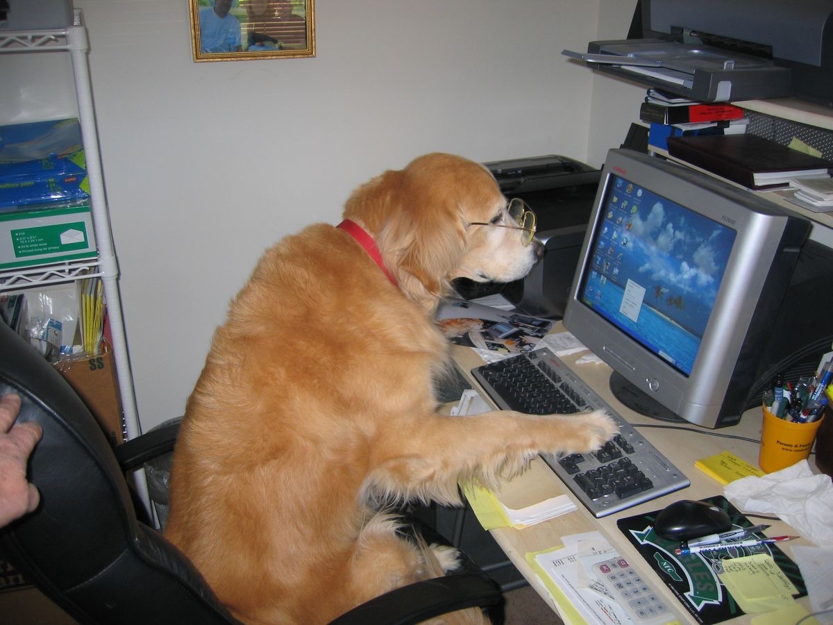 atleti_12_griz's tweet photo. 🔎政府の犬　年収

🔎政府　犬  福利厚生

🔎政府の犬　マイページ

🔎政府の犬　やばい https://t.co/RuUI69kjx7
