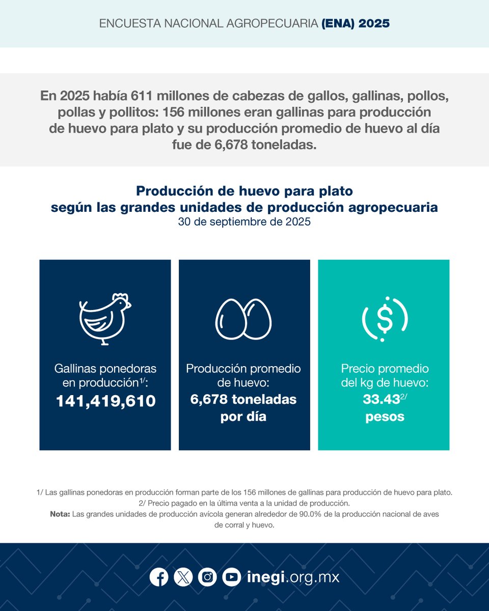 INEGI_INFORMA's tweet photo. Una especie pecuaria de gran aprovechamiento son las aves de corral, entre las que destacan gallos, gallinas, pollos, pollas y pollitos. De estas aves se aprovechan tanto la carne como el huevo para plato. La ENA 2025 reportó 155,917,164 cabezas: su producción promedio de huevo al día fue de 6,678 toneladas.

En ese año, se estimaron 24,027,332 cabezas de ganado bovino: 2,349,239 eran vacas en ordeña y produjeron 32.9 millones de litros de leche por día.