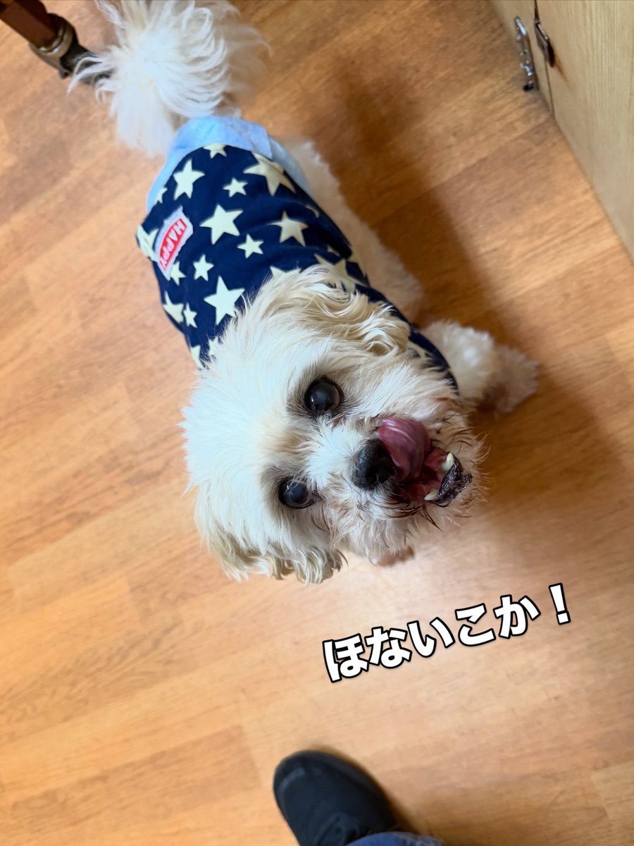 WanWanWan8611's tweet photo. #今日のゴンちゃん
#里親募集
🍏ゴン🍏
#シーズー(推定) 男の子推定14歳5.9kg

ゴンちゃんとパークに出る時
スタッフそれぞれ工夫して
ゴンちゃんをパークへ誘導してます🐾

おやつはもっとるか？と言いたげなこともあるけど持ってなくても
出て来てくれる優しいゴンちゃん☺️

本当の家族待ってます🏠 https://t.co/gB5fNmGlWp
