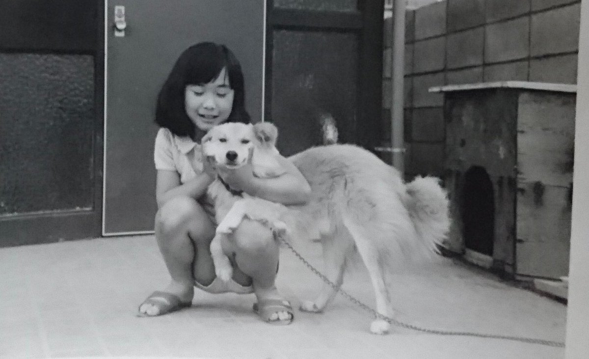 YUMYUM_peron's tweet photo. 60年前のポチくん。
犬を飼いたいという母の願いを聞いて、祖父母が血統書付きの犬を知人にお願いしていたが、友達が拾った犬を「わたしが飼う！」と言うて母が連れ帰ったのがポチくん。
ジャガイモ掘りを手伝うのが日課。
掘られたジャガイモは爪で皮剥きされてたからお味噌汁になって食卓に並んだ。 https://t.co/fXXlCKw6r4