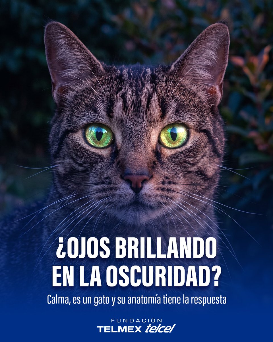 fundaciontelmex tweet picture