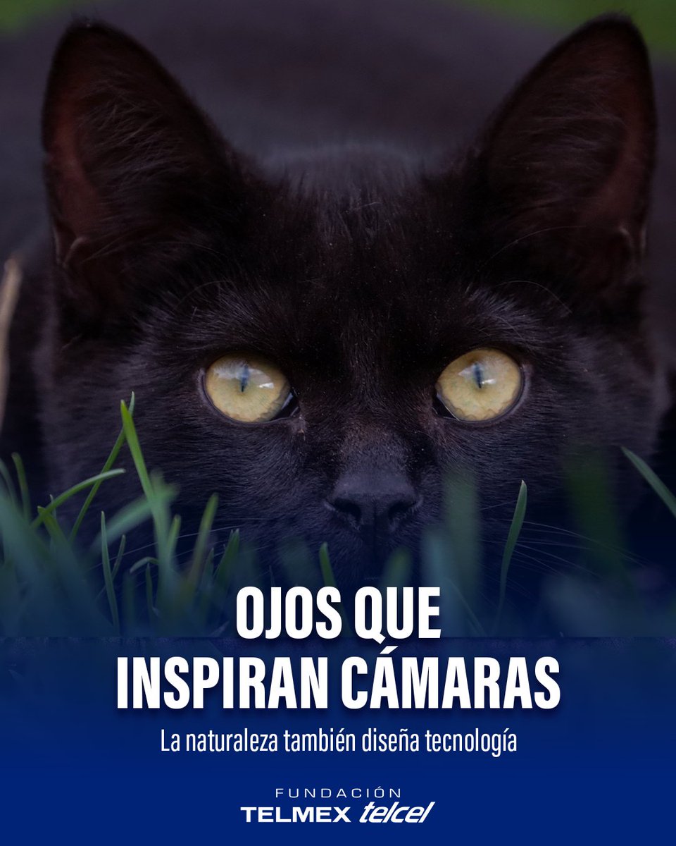 fundaciontelmex tweet picture