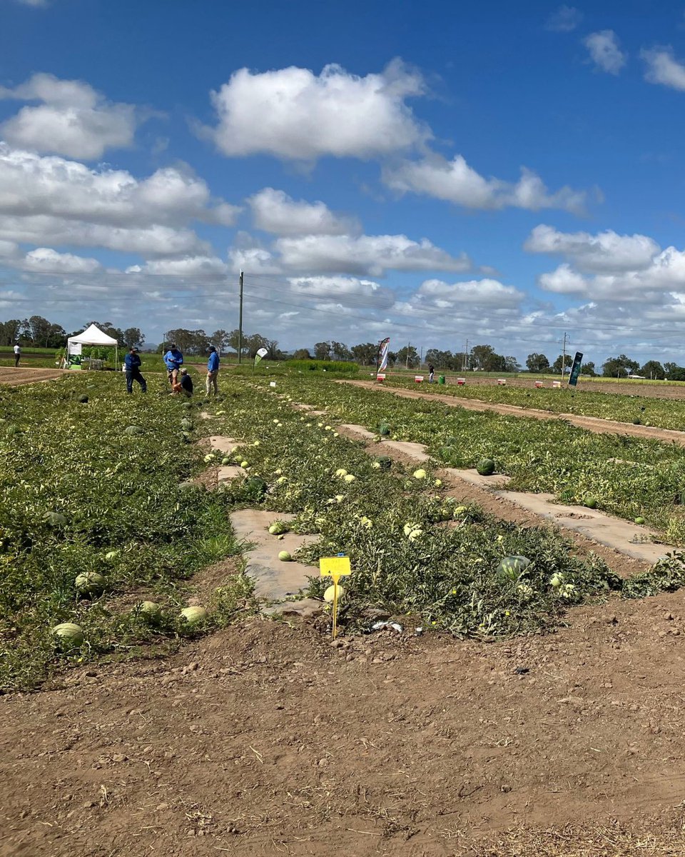 SafeAgSystems's tweet photo. How yummy do those melons look? 🍉😋

Our Business Development Manager, Luke, is at the Melons Australia Field Day this week.

Today he's attending the conference, and tomorrow it's his turn on stage.
He'll talk about Safe Ag Systems and then join the Q&amp;A panel. https://t.co/4E2KRwj0qg