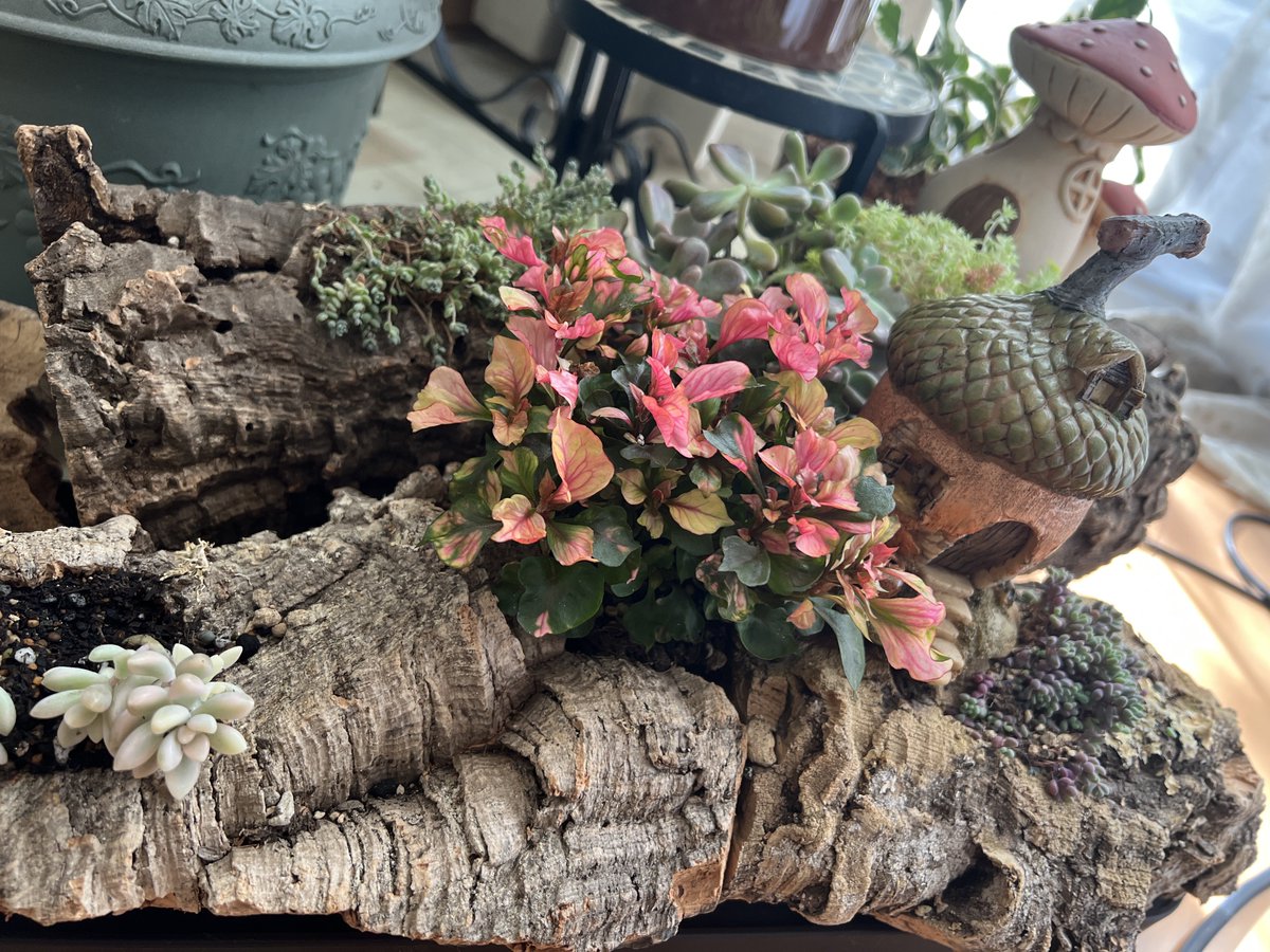 Pico_SnowDrop's tweet photo. エアプラント用のバージンコルクに多肉植物を植えたよ
葉っぱがポロポロ取れるから大変だったや…w https://t.co/UHQuuLrhEo