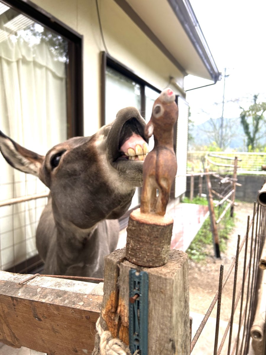 TJo95V15kl35013's tweet photo. お待たせしたかもしれません
この週末に木彫りのろばっこ🪵🫏4頭をCreemaにて販売をはじめます
どうぞお楽しみに

#ロバ
#パリカール https://t.co/tTRbVa79RE