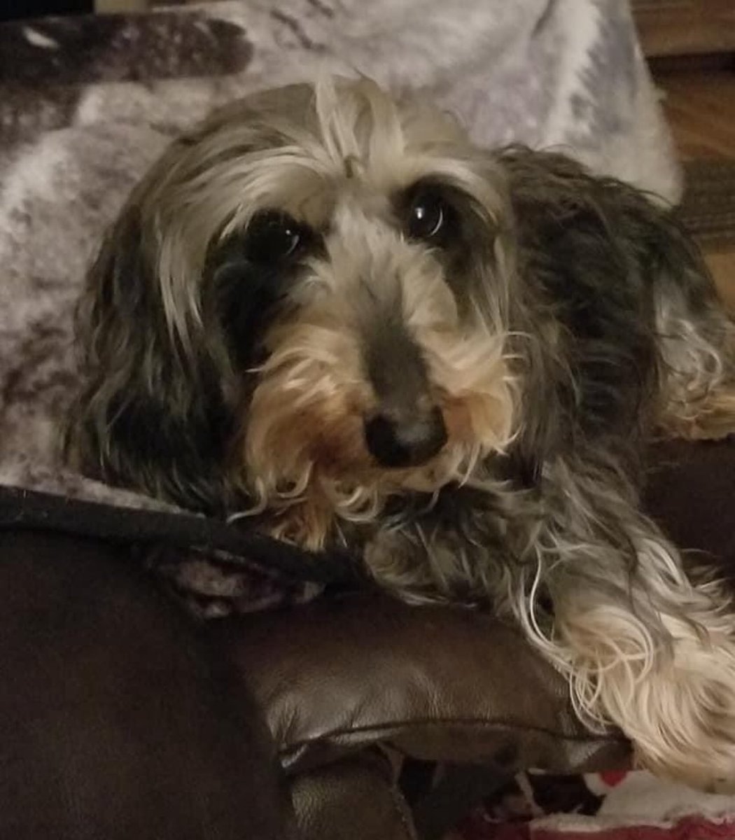 dawnwatkinson3's tweet photo. My Brady boy has been gone for 1.5 years and I miss him every single day.. they are such a huge piece of our hearts …. I have been deeply affected by all my losses over the years…. Cried for days if not weeks with every one….he was our last of the pack so his death hurt a little more…💔🐾