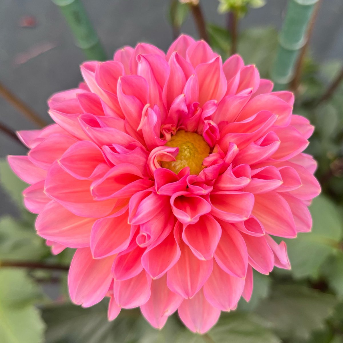elle2284343559's tweet photo. ダリア　
NAMAHAGEエポック🏵️
名前にナマハゲ👹とつくけどどこにナマハゲ要素が？？と思って調べたら、秋田の方が作られた品種とのこと。郷土愛あるお名前です✨

おはようございます。
今日の東京は25℃/15℃、☀️の予報です。爽やかなお天気になりそうですね😊
良い一日をお過ごしください🍀 https://t.co/1LwLVws83b