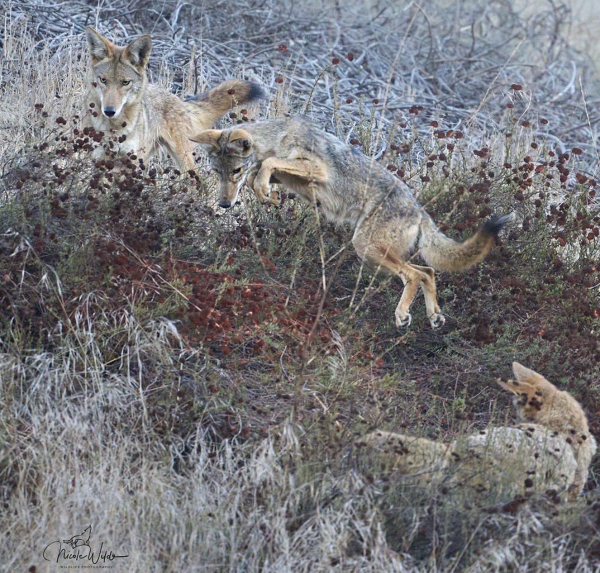 EmoDirac's tweet photo. flying coyotes https://t.co/IYSRIqqN7o