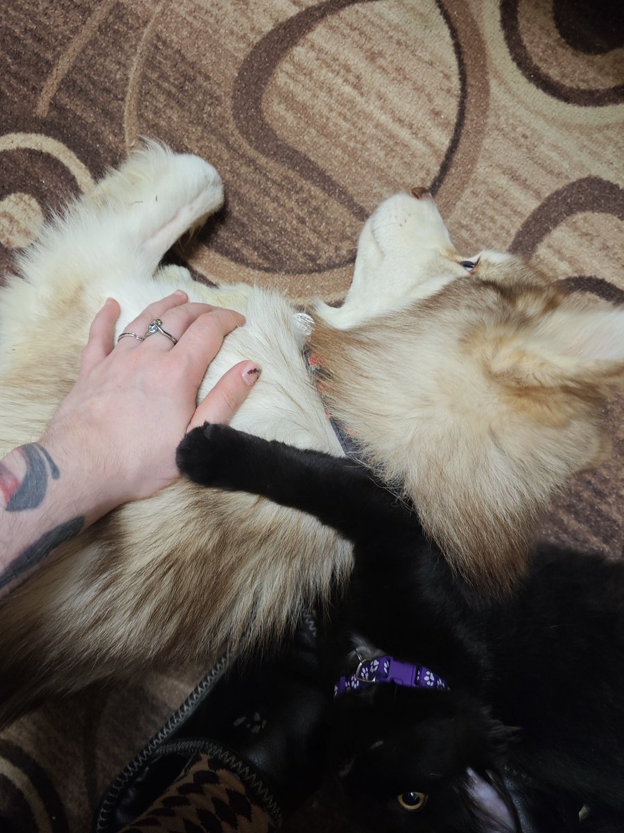 siderealEncoder's tweet photo. Ren used to be his big brother 
I wonder if Scara misses him as much as I do https://t.co/RAoEtY6V34