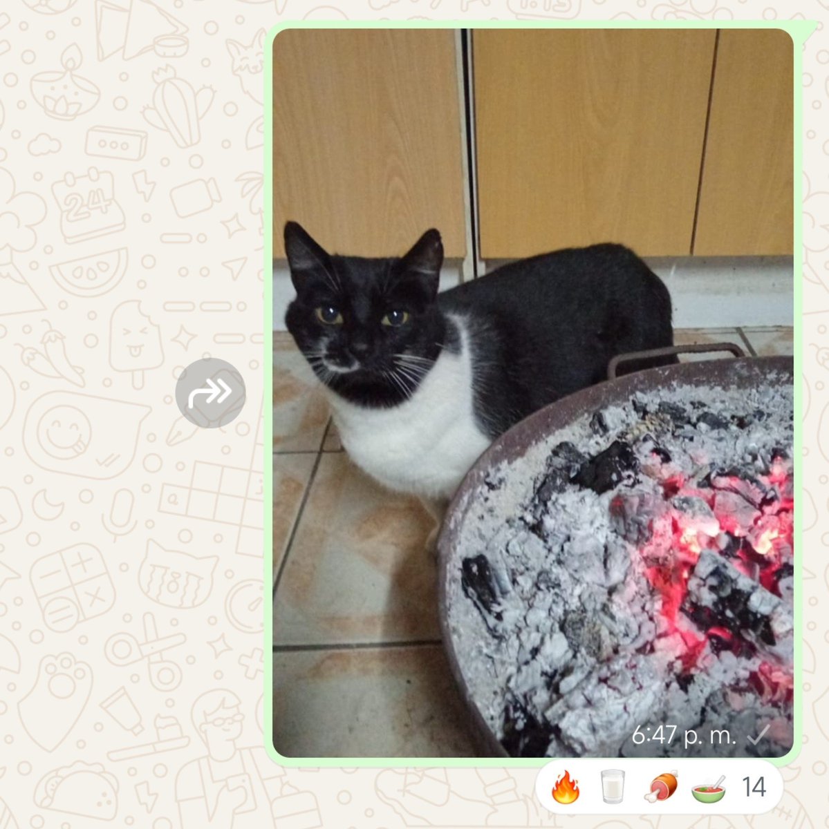 kattieidk's tweet photo. Subí a mi gata a un grupo de gatos en silencio y me hicieron ese edit diciendo que me la comí 😭😭😭 https://t.co/Rsd2CqGElc