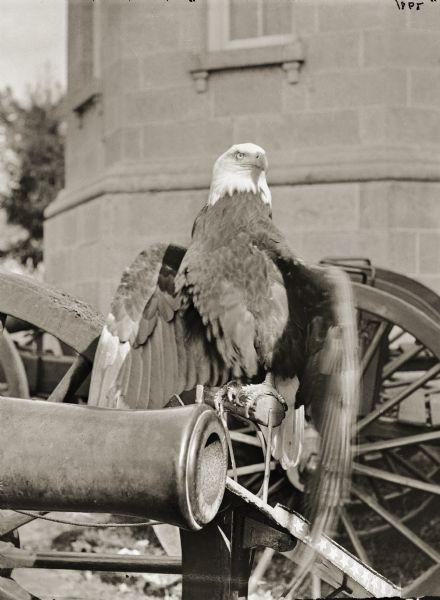 xPrinceJuba's tweet photo. 🦅 Meet Old Abe the Civil War’s most unusual soldier.

During the Civil War, Wisconsin’s 8th Infantry Regiment had a very unusual mascot: a live bald eagle named Old Abe.

He marched with the soldiers, appeared at military ceremonies, and even accompanied the regiment into battle.

Old Abe became so famous that Confederate soldiers reportedly nicknamed Wisconsin’s troops the “Eagle Brigade.”

Imagine looking across the battlefield and realizing the enemy regiment has brought an actual bald eagle with them.” 😂🦅🇺🇸

Old Abe survived the war and became a beloved Wisconsin legend.