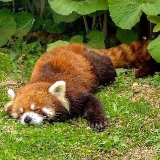 Ph0nixxx_'s tweet photo. @michitastico Me das vibes de panda rojo :3 https://t.co/FEsekW1BOs