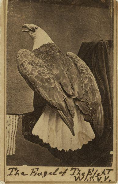 xPrinceJuba's tweet photo. 🦅 Meet Old Abe the Civil War’s most unusual soldier.

During the Civil War, Wisconsin’s 8th Infantry Regiment had a very unusual mascot: a live bald eagle named Old Abe.

He marched with the soldiers, appeared at military ceremonies, and even accompanied the regiment into battle.

Old Abe became so famous that Confederate soldiers reportedly nicknamed Wisconsin’s troops the “Eagle Brigade.”

Imagine looking across the battlefield and realizing the enemy regiment has brought an actual bald eagle with them.” 😂🦅🇺🇸

Old Abe survived the war and became a beloved Wisconsin legend.