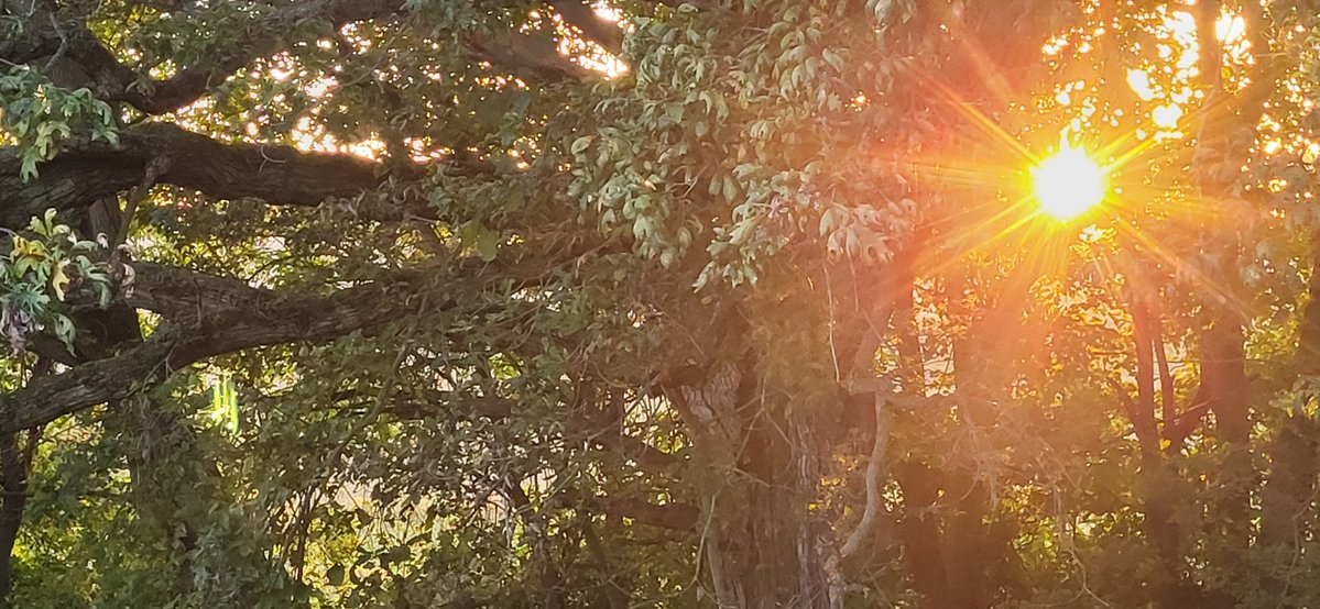 MilitaryMomma01's tweet photo. Gold fades. Indigo takes the shift. Owls stretch, bats rise, a fox clocks in. Night's now open. Shift change is a beautiful process. ☀️🌛 https://t.co/v3fqHslcj1