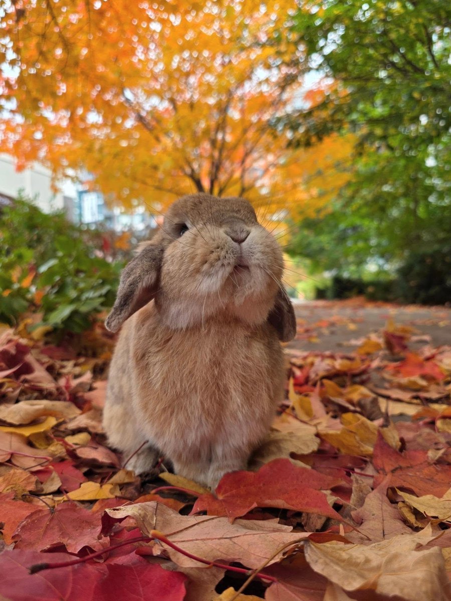 Bunnies's tweet photo. https://t.co/brYp7IVMO6