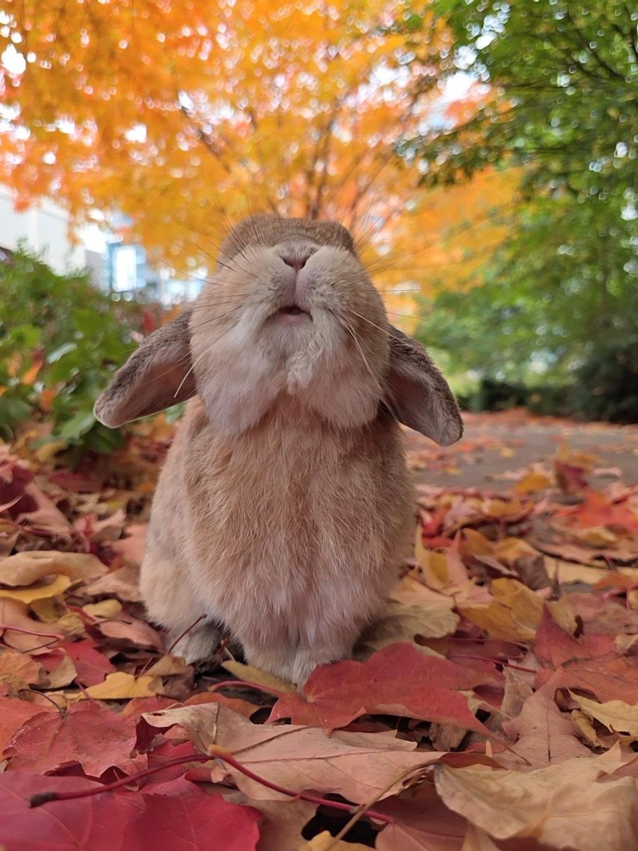 Bunnies's tweet photo. https://t.co/brYp7IVMO6
