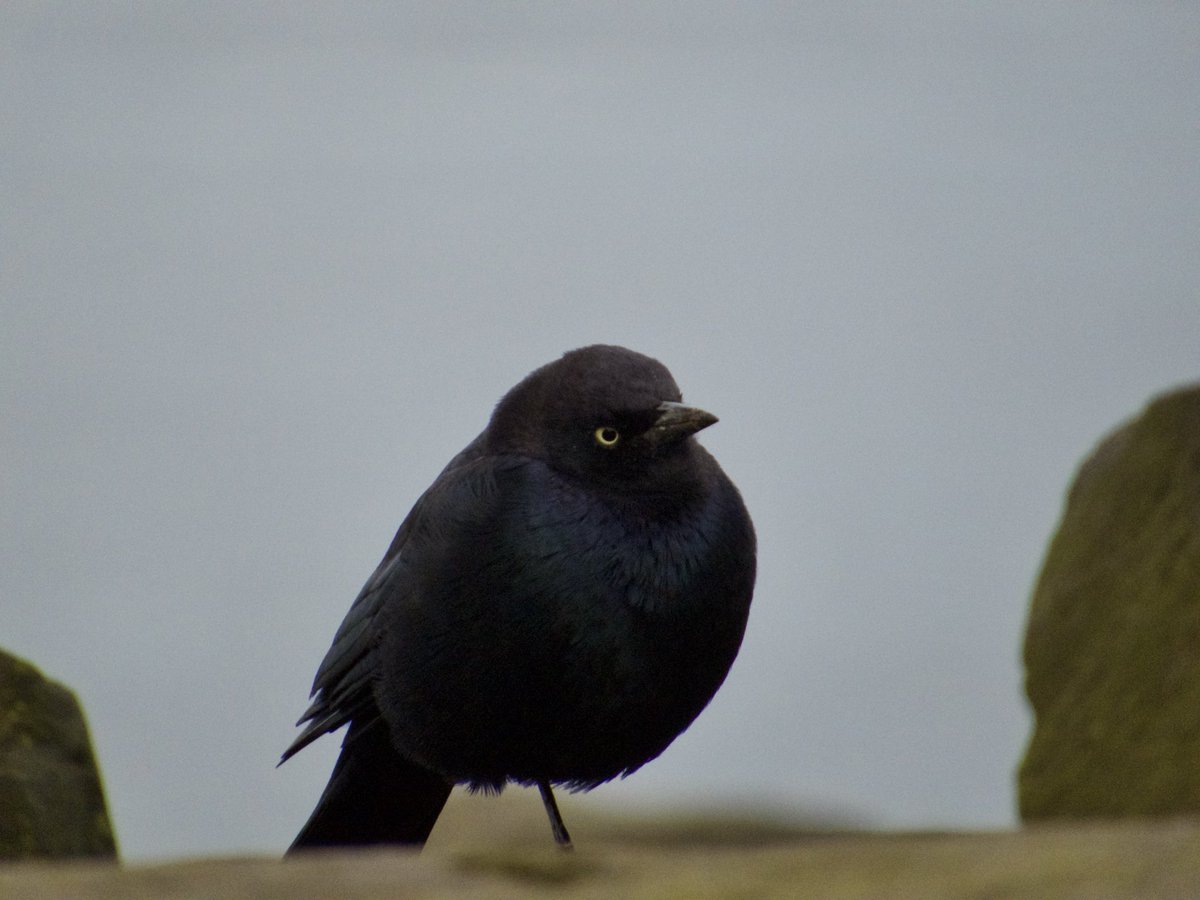 quaildove's tweet photo. oh littl blackbird and why r u so cute even ?! https://t.co/q5j99dY4u5