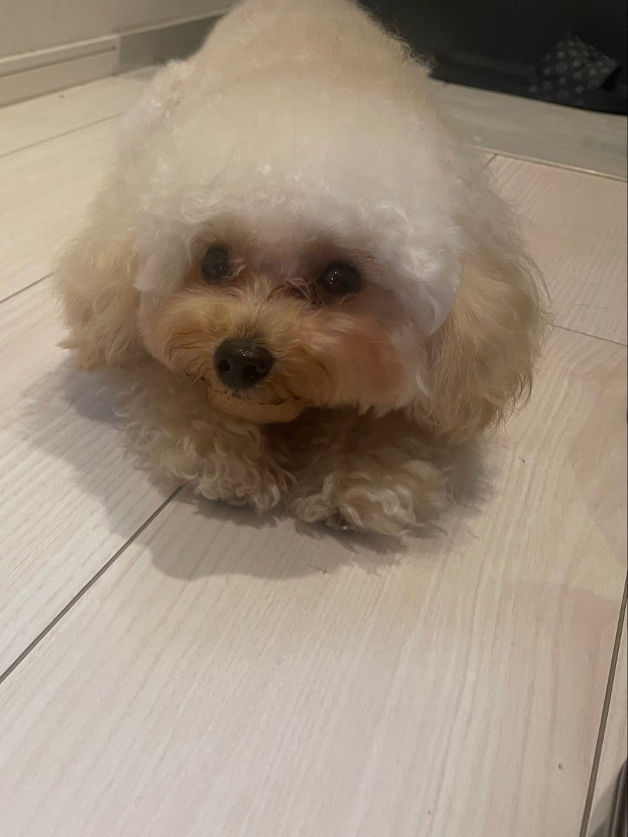 toikumapuu's tweet photo. 皆様、、おはようございます☀
食欲の秋でございます🤭ご飯にかけて頂きます🤭青森の名産物ねぶた漬けでございます👹 https://t.co/EccWS8pU2A