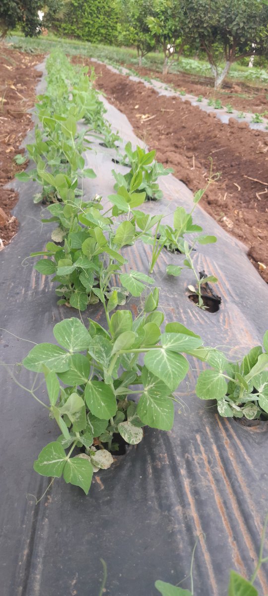 ABRAHAMLEROI's tweet photo. Fier de voir mes plantes grandir sous mes soins 🌱💚 : chaque feuille est le fruit de mon travail, de ma patience et de mon amour pour la terre. Bientôt, la récolte parlera d’elle-même ! 🌿✨ » https://t.co/AR6sOaoVb7