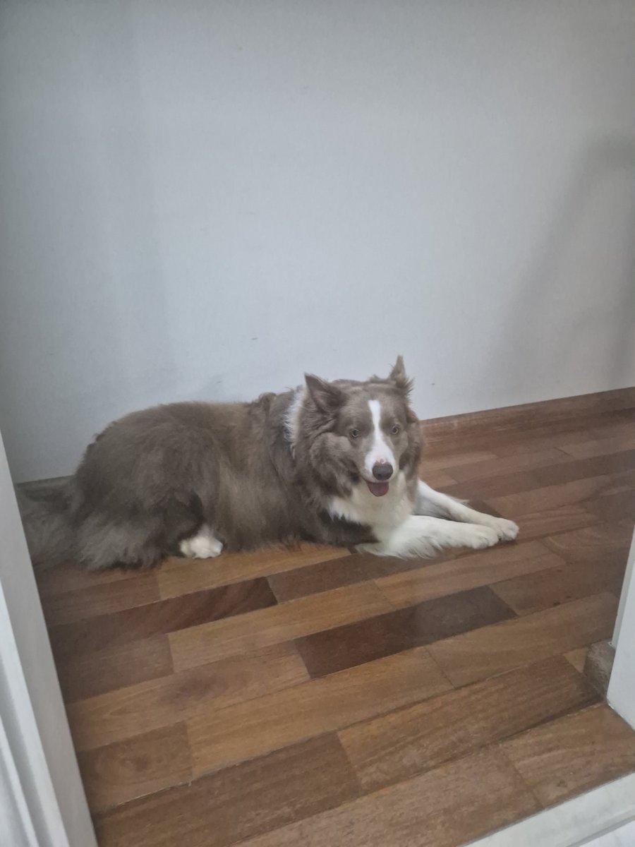 NINI1XD's tweet photo. @Mattthzy @OBodinLOL Sla mano olha meu cachorro gordo https://t.co/y8MZDAlMMM