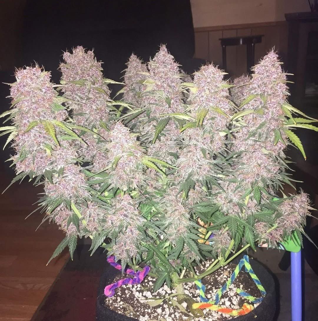 Oregon_bud's tweet photo. Purple Lemonade💜🍋 https://t.co/AMc8luUxfE