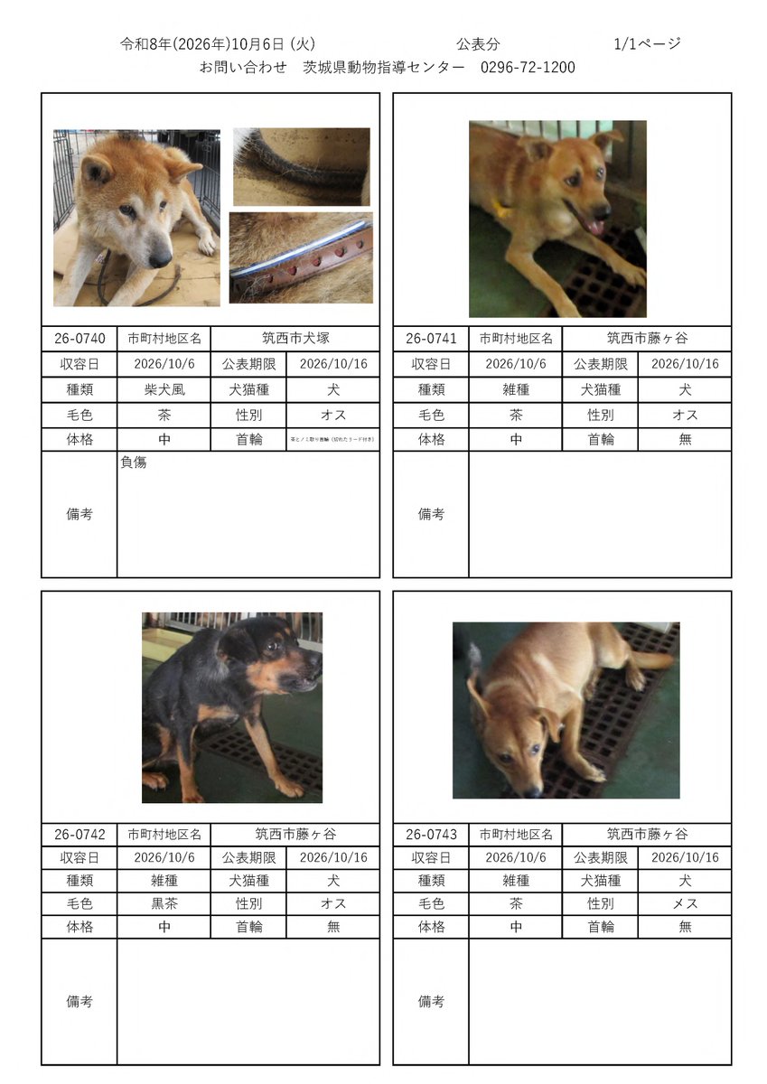 IBARAKI_Animal's tweet photo. 茨城県動物指導センターで保護している、迷子の犬猫の公表情報です。🐕🐈
お心当たりの飼い主様は動物指導センターにお電話ください‼️
動物指導センター
☎︎0296-72-1200(受付時間：平日8:30〜17:15)

10月6日（火）公表情報 https://t.co/qqm7ynqZSh